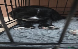 Cocker Spaniel dogs for sale: KC Registered Working Cocker Spaniels - Image 9