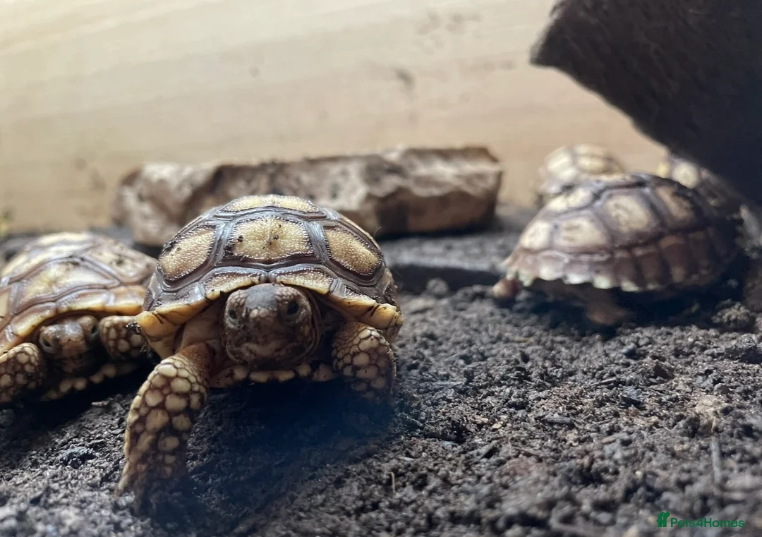 Tortoise reptiles for sale: Baby Sulcata Tortoises & Set ups - Advert 3