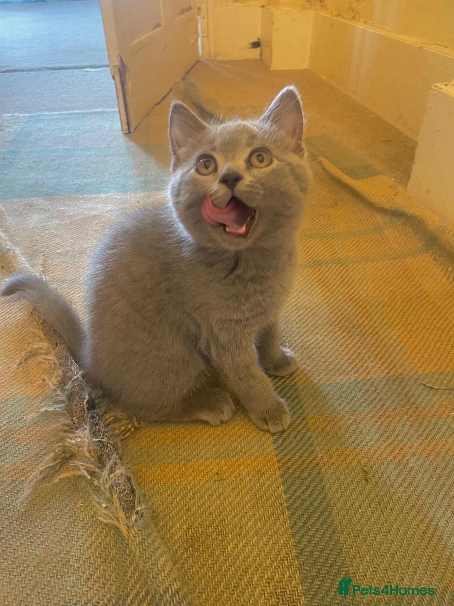 Russian Blue cats Ready Friday Russian Blue/British Shorthair - Advert 8