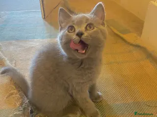 Russian Blue cats Ready Friday Russian Blue/British Shorthair - Advert 8