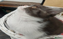 Persian cats for sale: Pure short hair Persian girl  - Image 1