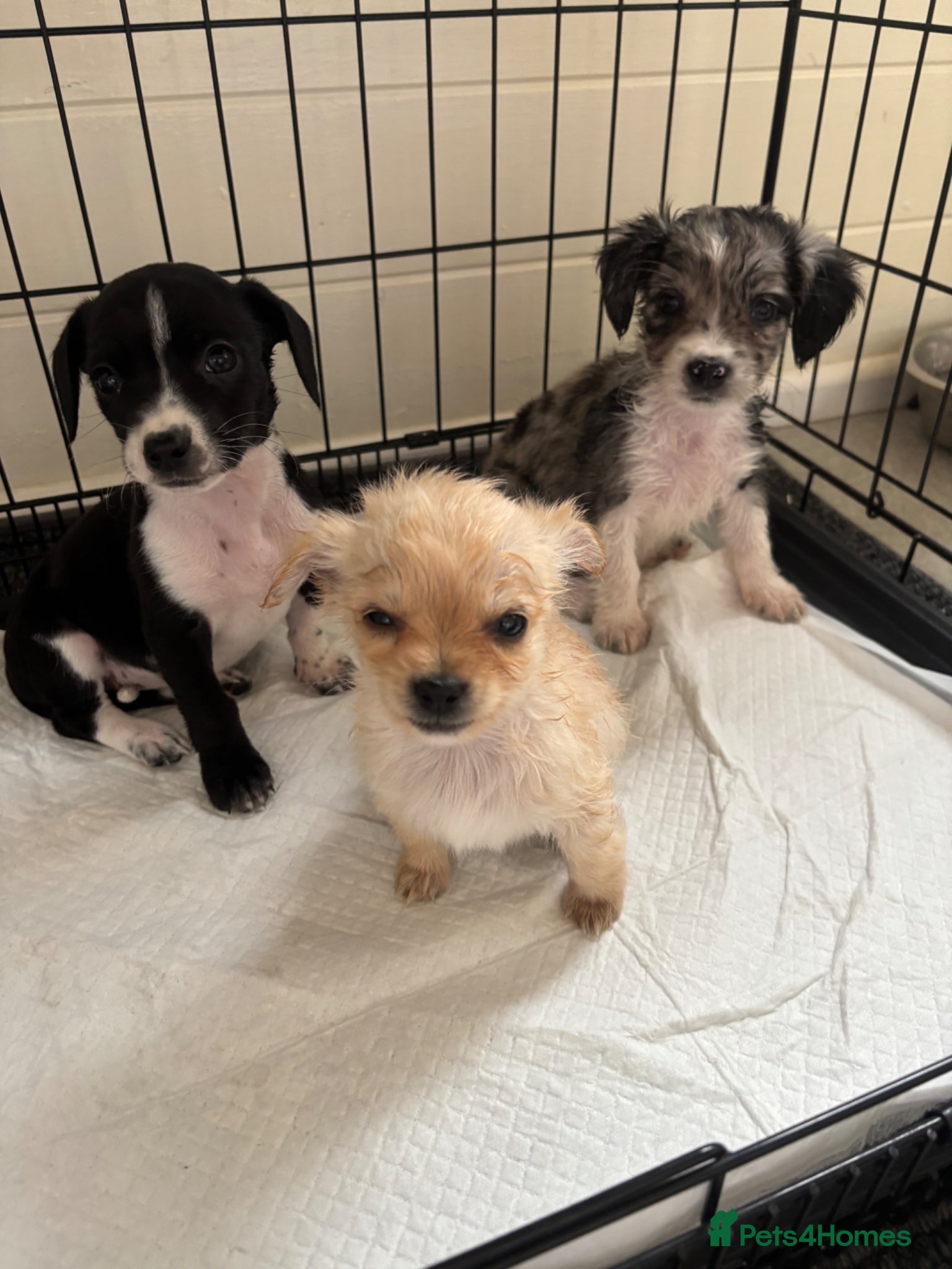 Mixed Breed dogs CHIHUAHUA PUPS AVAILABLE READY TODAY ! - Advert 12