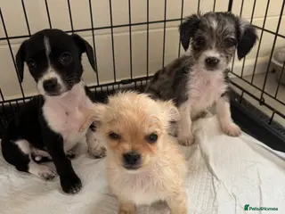Mixed Breed dogs CHIHUAHUA PUPS AVAILABLE READY TODAY ! - Advert 12