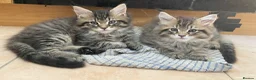 Maine Coon cats for sale: Tufty ears and big paws  - Advert 10