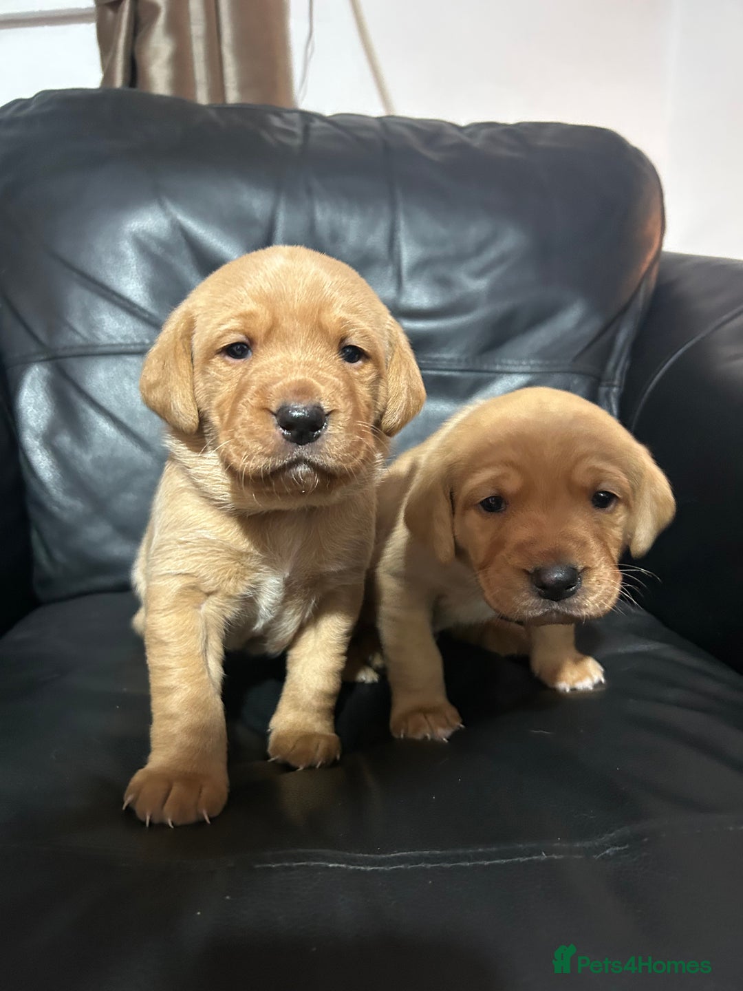 Labrador Retriever dogs for sale: 5 Pedigree KC Reg Fox Red Labs ready NYE  - Advert 15