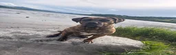 Presa Canario dogs for sale: Presa canario pups  - Advert 5