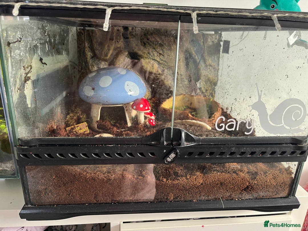 Snails invertebrates for sale: Giant African Land Snail (Lissachatina fulica)  - Advert 2