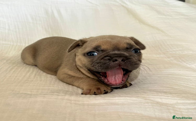French Bulldog dogs - Advert 15