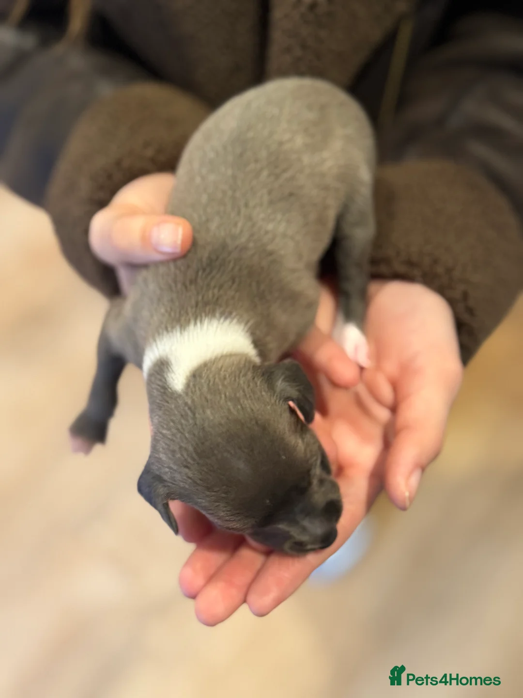 Italian Greyhound dogs for sale: Beautiful KC registered Italian Greyhound puppies in Deal - Advert 16
