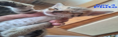 Savannah Kitten 4 PLUTO 