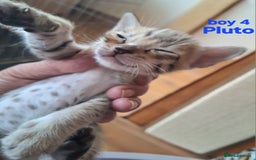 Savannah cats for sale: Savannah SBTF6 cubs with Serval traits stunning - Advert 29