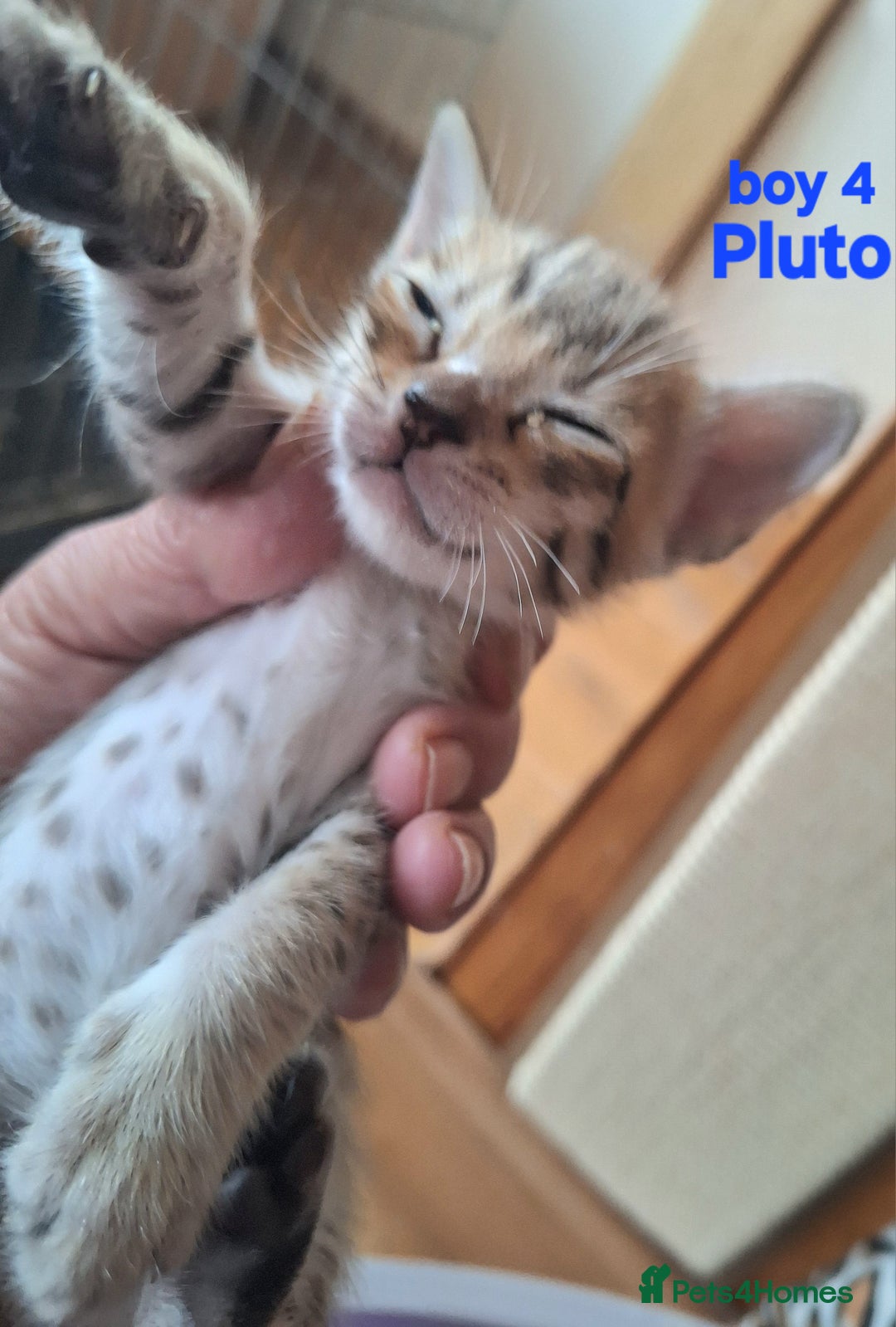 Savannah cats for sale: Savannah SBTF6 cubs with Serval traits stunning - Advert 29