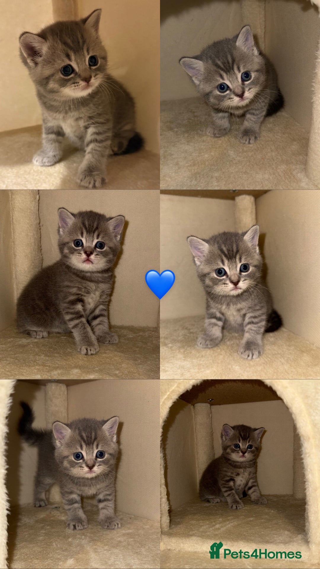 British Shorthair cats for sale: BRITISH SHORTHAIR KITTENS - Advert 4