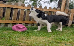 Border Collie dogs for stud: Looking for a stud for February  - Image 3