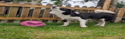 Border Collie dogs for stud: Looking for a stud for February  - Advert 3