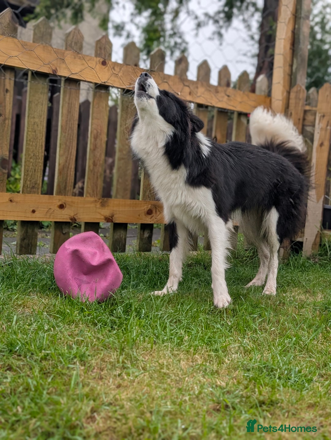 Border Collie dogs for stud: Looking for a stud for February  - Image 3