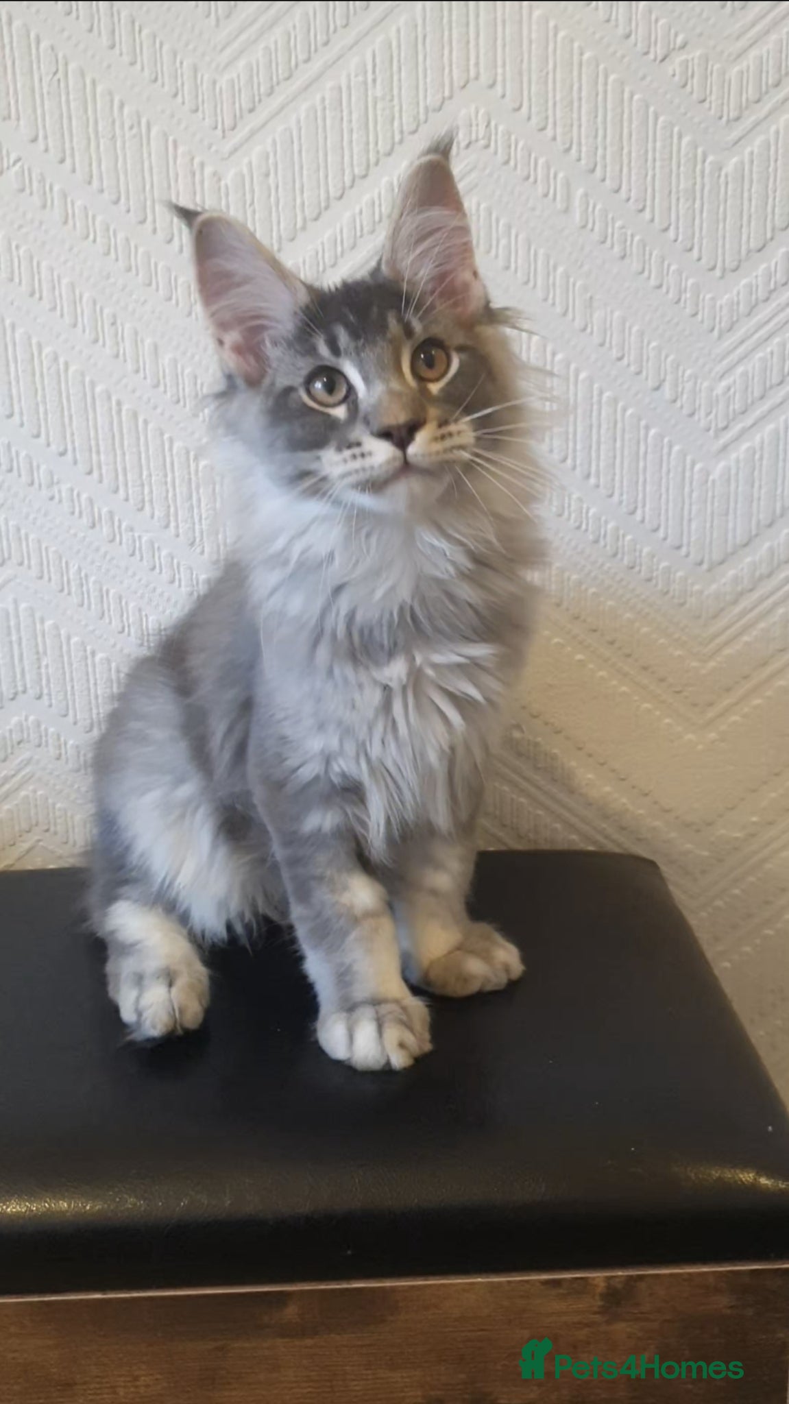 Maine Coon cats 🏅GCCF🏅 pure maine coon kittens  - Advert 16