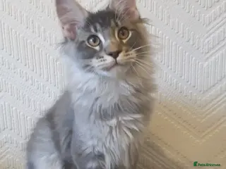 Maine Coon cats 🏅GCCF🏅 pure maine coon kittens - Advert 16