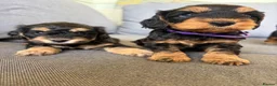 Cockapoo dogs for sale: F1b READY NOW. Health tested parents.  - Advert 20