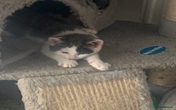 Domestic Shorthair cats for sale: Kittens available for adoption - Image 7