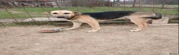 German Shepherd dogs for adoption: Maya – Young German Shepherd x Labrador Cross - Advert 13