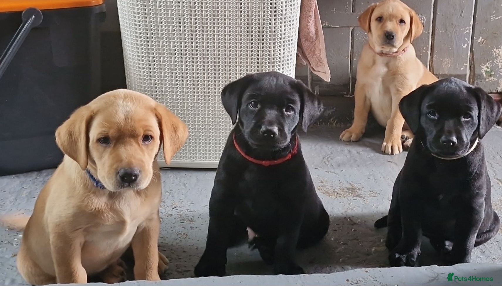 Labrador Retriever dogs Kc registered labrador puppies - Advert 18