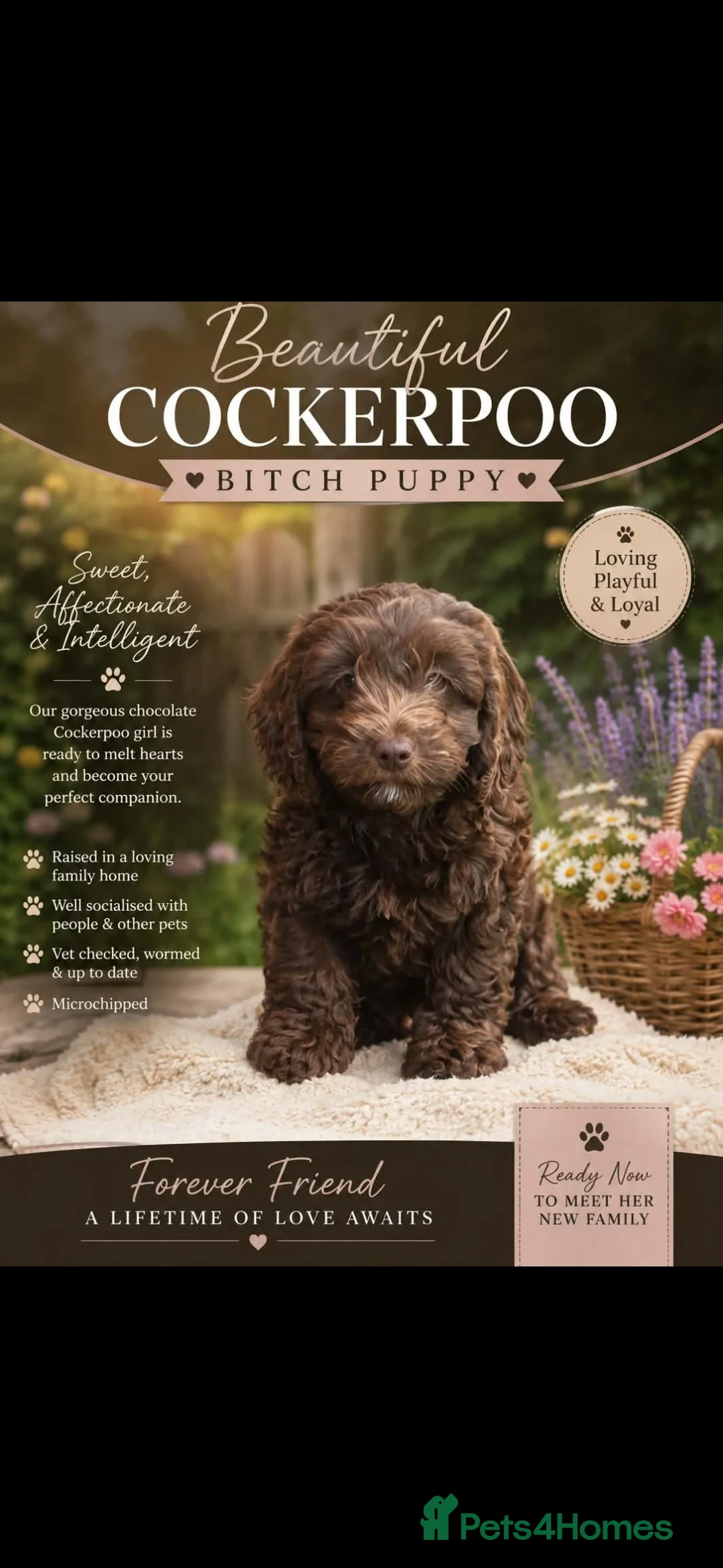 Cockapoo dogs for sale: F1 toy cockerpoo puppies  - Advert 2