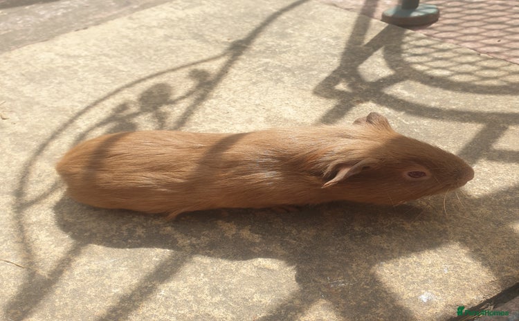 Guinea Pig rodents - Advert 1