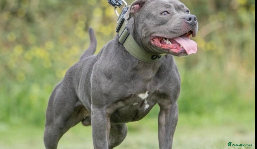 Staffordshire Bull Terrier dogs for sale: Blue Staffordshire Bull Terrier Champion Pups  - Image 13
