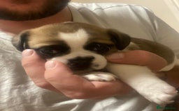 Mixed Breed dogs for sale: Female Border Terrier X ShitZu  - Image 10