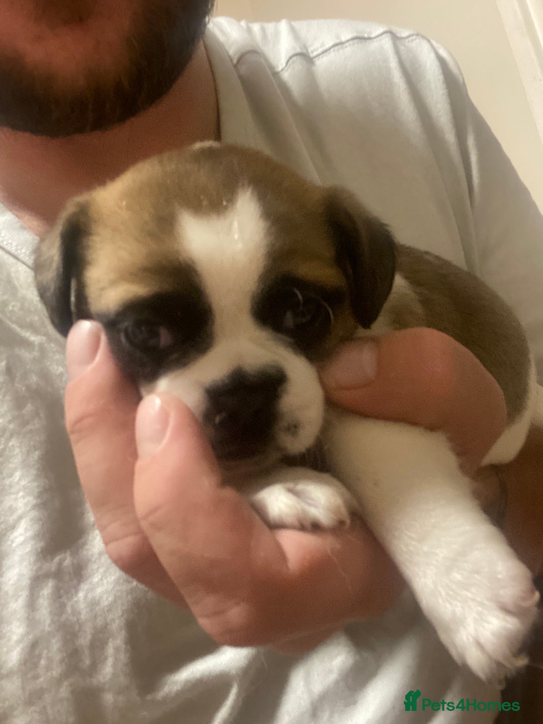 Mixed Breed dogs for sale: Female Border Terrier X ShitZu  - Image 10