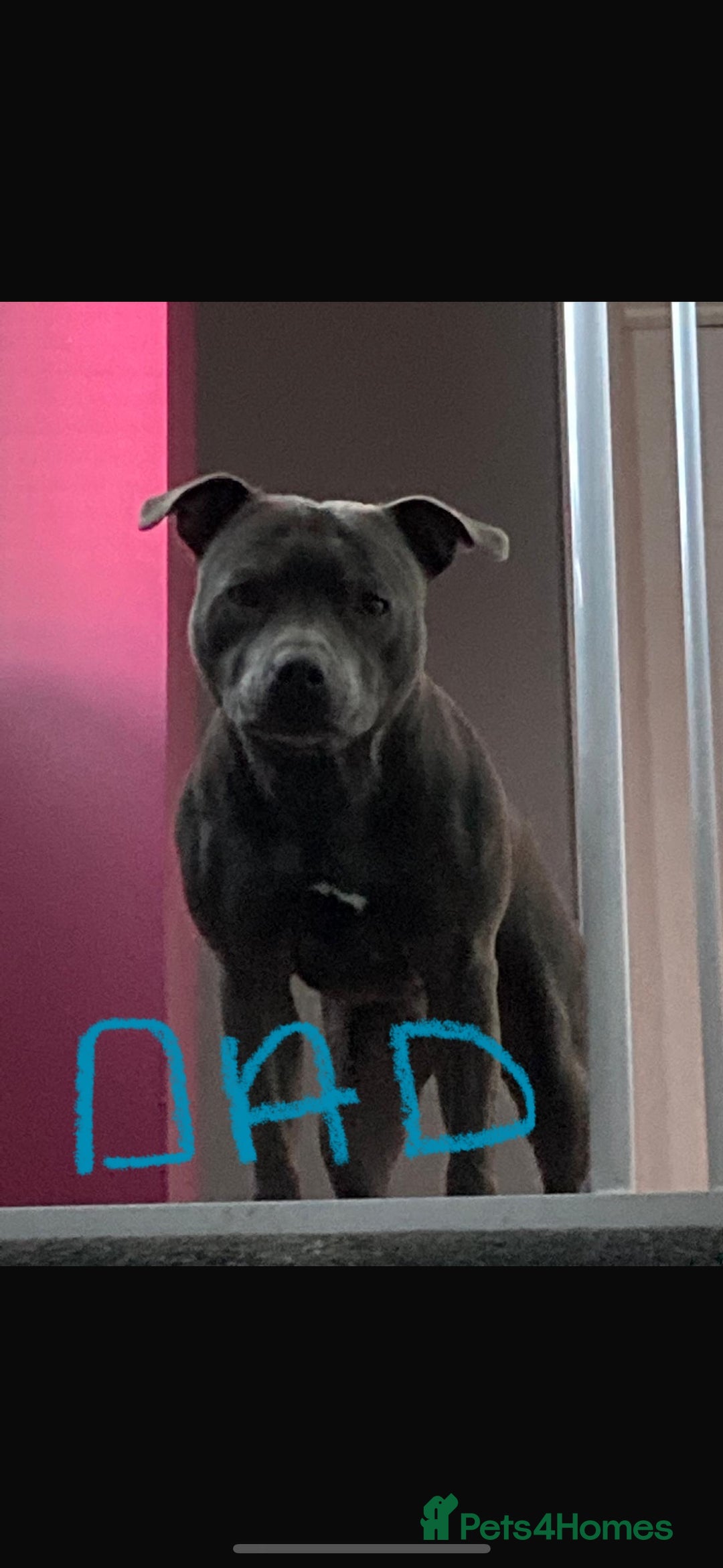 Staffordshire Bull Terrier dogs for sale: 9 Beautiful blue staff puppy’s !  - Image 12