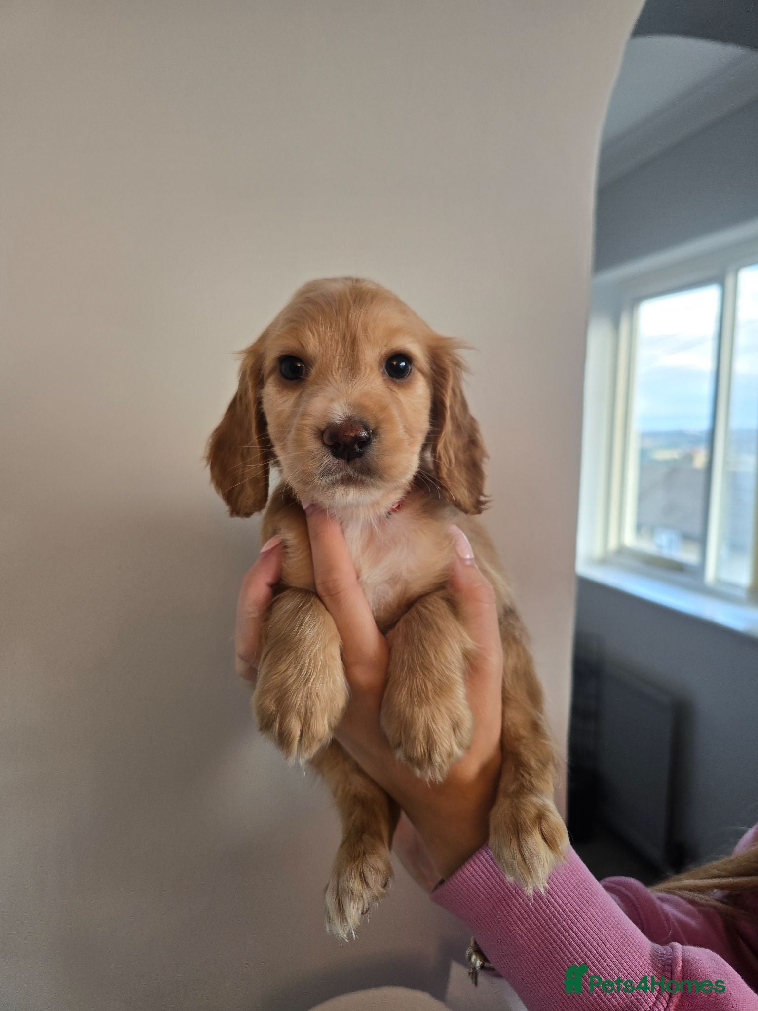Cocker Spaniel dogs Stunning cocker spaniel puppies  - Advert 1