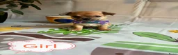 Chihuahua dogs for sale: Chihuahua puppies - Advert 12