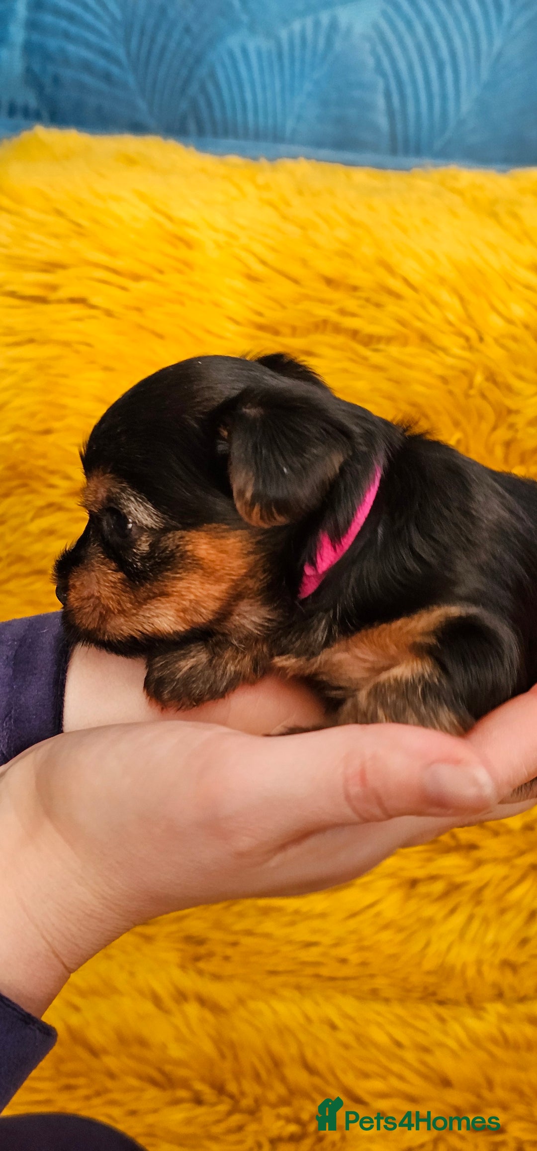 Yorkshire Terrier dogs for sale: Yorkshire Terrier puppies - Advert 10
