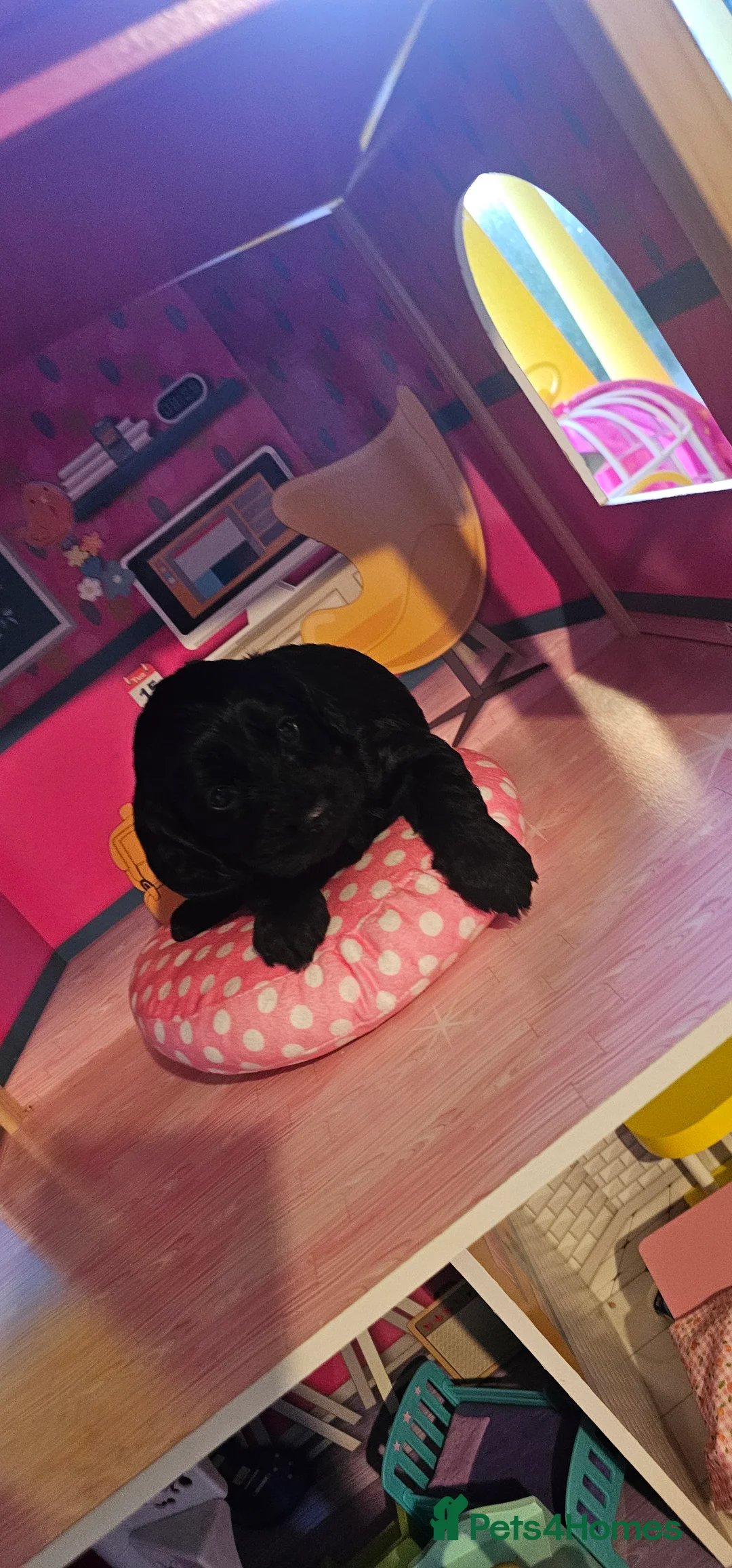 Cockapoo dogs for sale: Cockapoo puppies £650 - Advert 14