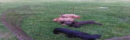 Cocker Spaniel dogs for sale: KC REG WORKING COCKER SPANIEL - Advert 1