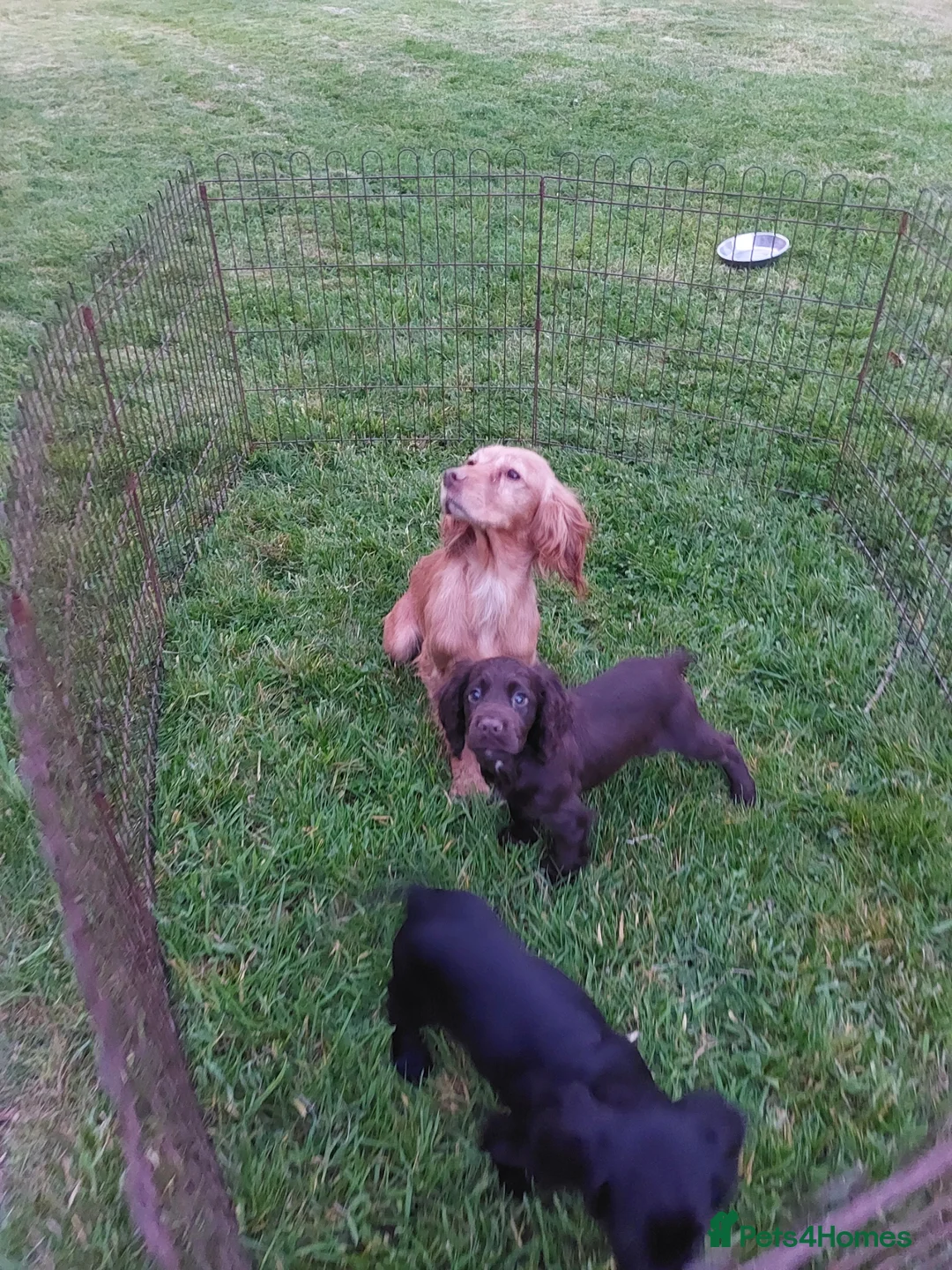 Cocker Spaniel dogs for sale: KC REG WORKING COCKER SPANIEL - Advert 1