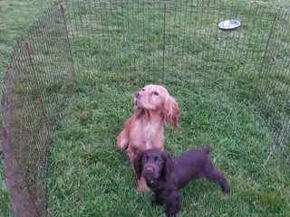Cocker Spaniel dogs KC REG WORKING COCKER SPANIEL - Advert 1