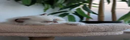 British Longhair cats for sale: GCCF British Longhair - Advert 10