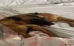 Mixed Breed dogs for adoption: Zina is looking for a loving forever home - Image 4