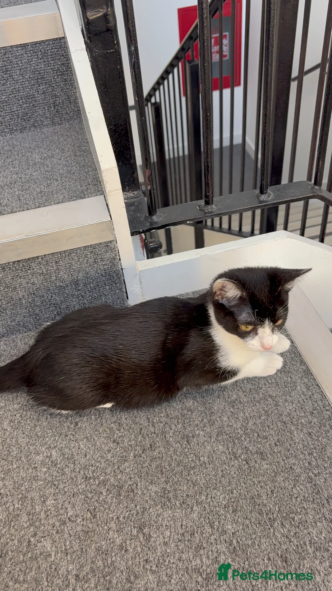 Mixed Breed cats for sale: Miss Fifi in London - Advert 3