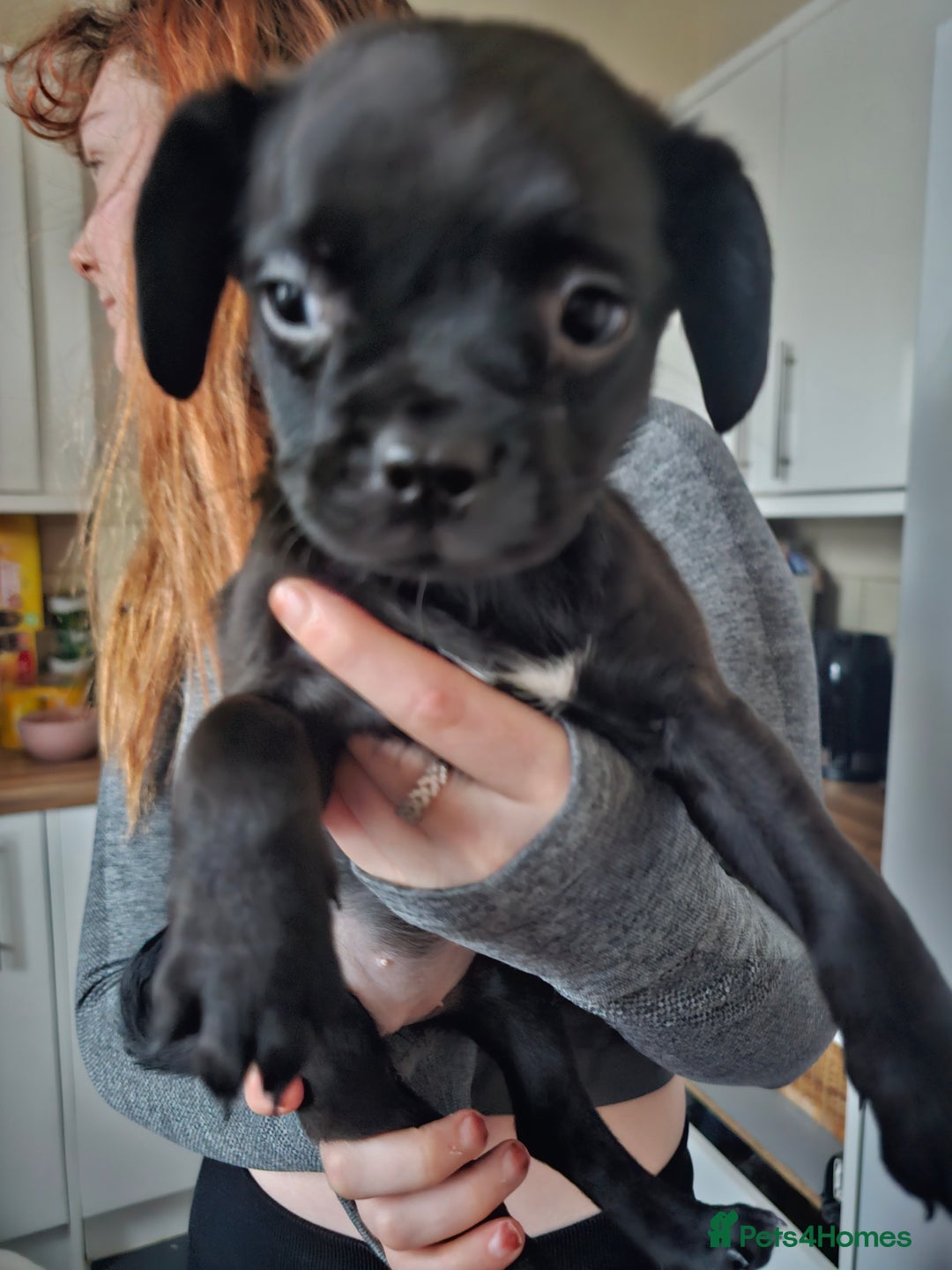 Mixed Breed dogs for sale: Staffy cross puppies  - Advert 2