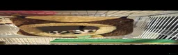 Sugar Glider rodents for sale: 2 Female Sugar Gliders Beryl & Petal in Maldon - Advert 1