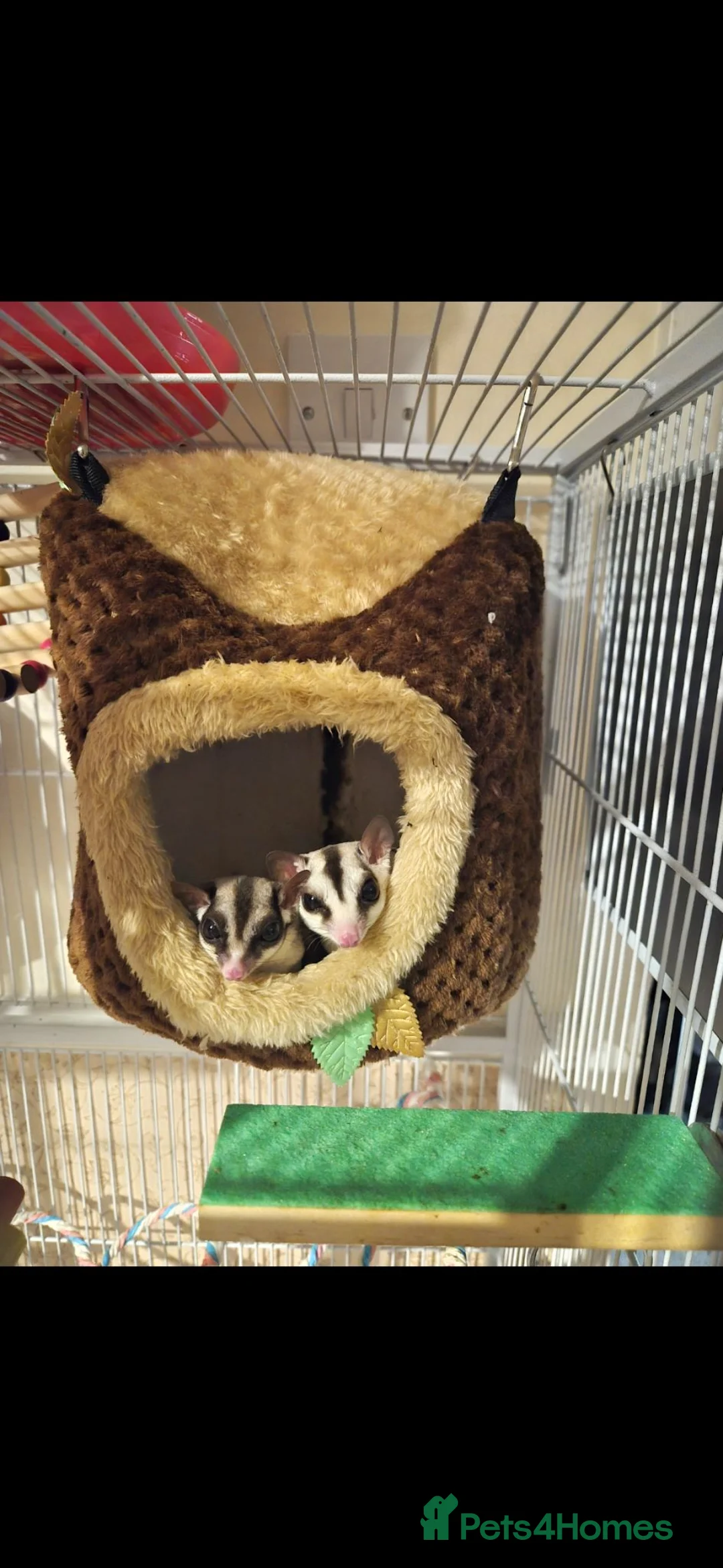 Sugar Glider rodents for sale: 2 Female Sugar Gliders Beryl & Petal in Maldon - Advert 1