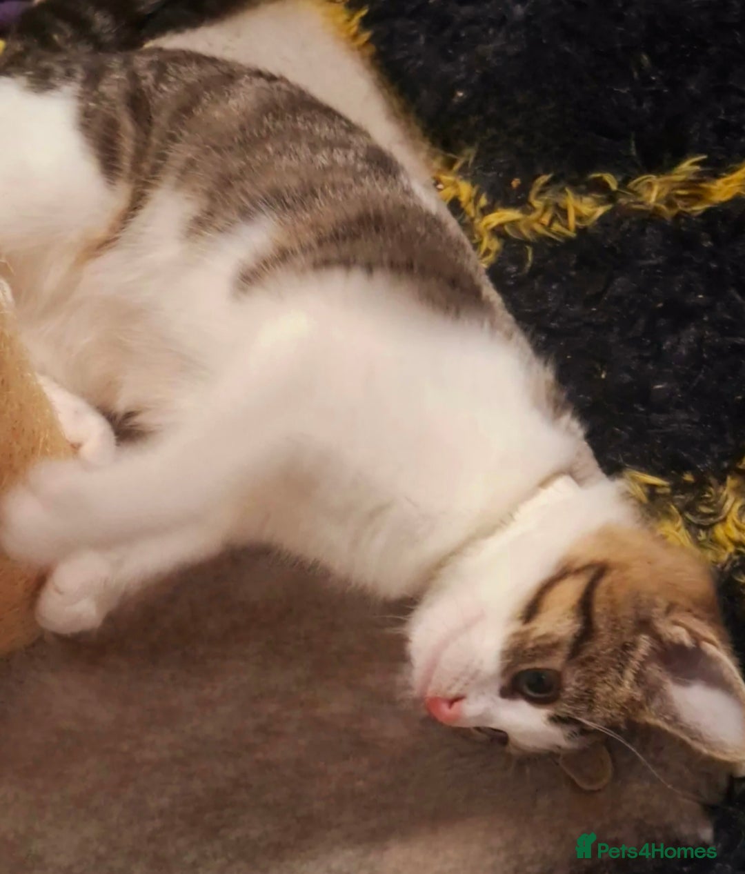 Mixed Breed cats for adoption: 5 adorable kittens looking for their forever homes - Advert 4