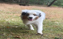 Australian Shepherd dogs for stud: Proven Blue Merle Australian Shepherd At Stud - Image 1