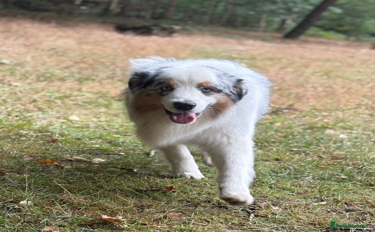 Australian Shepherd dogs - Advert 1