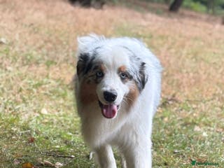 Australian Shepherd dogs Proven Blue Merle Australian Shepherd At Stud - Advert 2