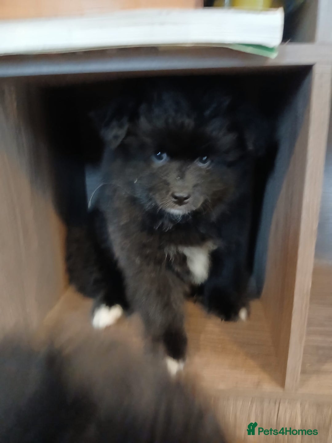 Pomsky dogs for sale: Adorable Pomsky Puppies For Sale - Image 13